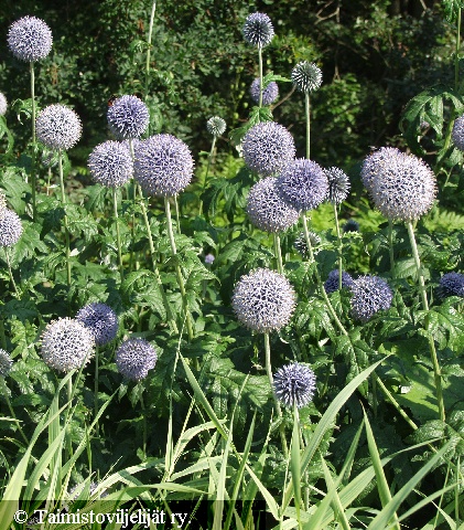 Echinops bannaticus 'Taplow Blue'